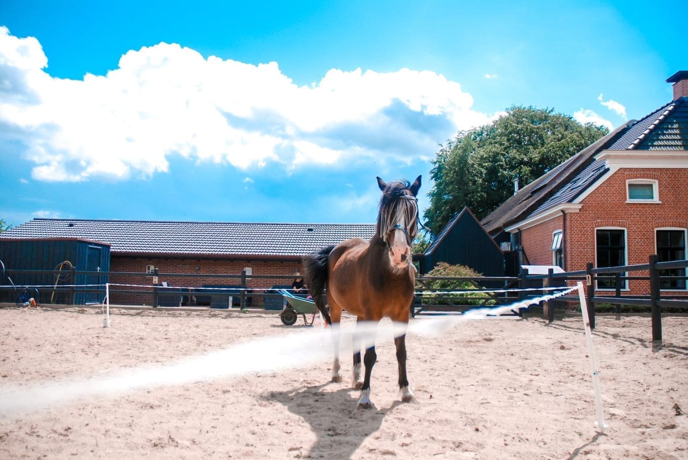 Paard van HonestEqui is bezig met een individuele coaching sessie in de baardenbak in Drenthe Zuidlaren