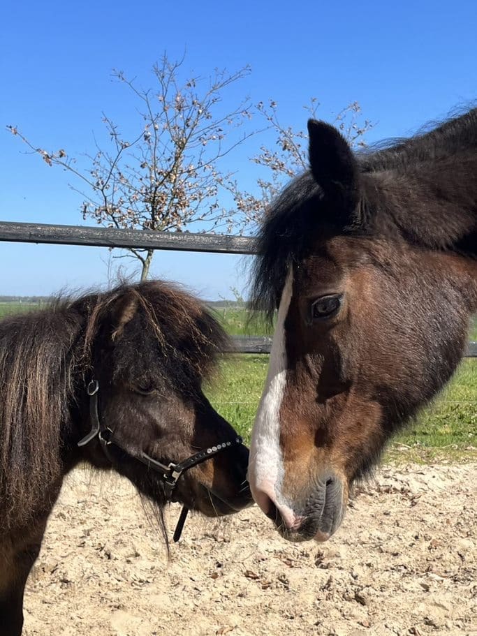 Twee paarden van Honestequi tijdens een sessie in Zuidlaren Drenthe. Sessies in Groningen Friesland en Drenthe Noord Neerland