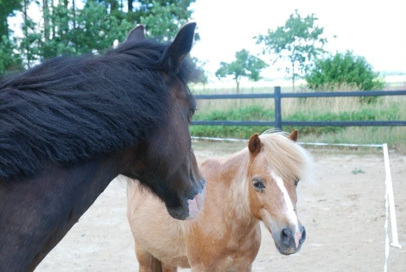 Paarden van HonestEqui zijn bezig met een coaching sessie in Zuidlaren Drenthe